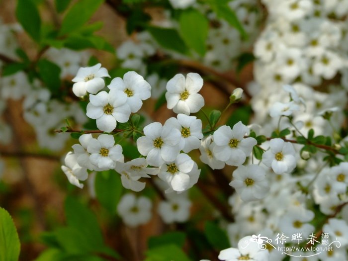 李叶绣线菊Spiraea prunifolia 李叶绣线菊Spiraea prunifolia
