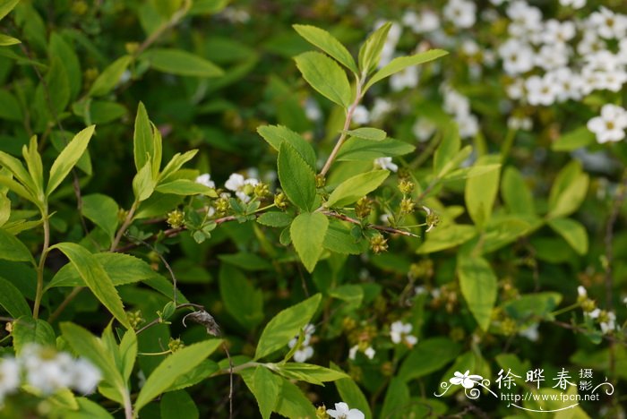李叶绣线菊Spiraea prunifolia 李叶绣线菊Spiraea prunifolia