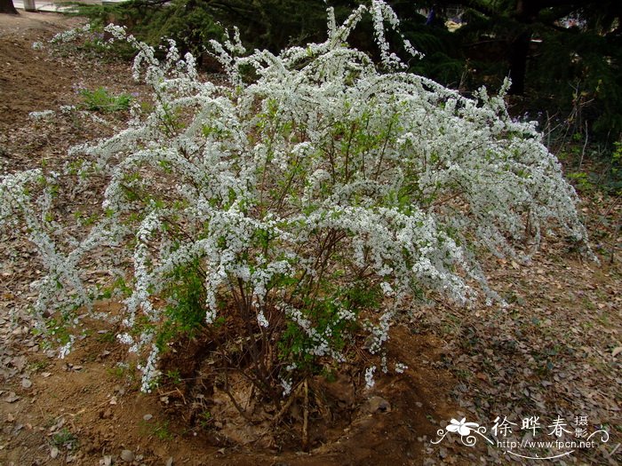 李叶绣线菊Spiraea prunifolia 李叶绣线菊Spiraea prunifolia