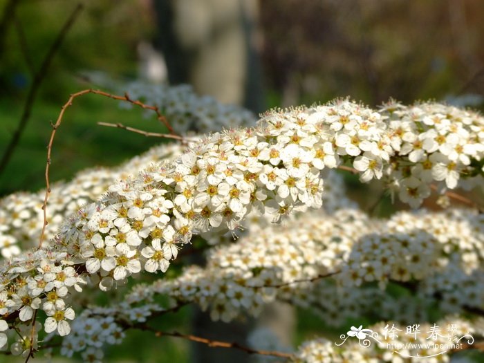 土庄绣线菊Spiraea pubescens 土庄绣线菊Spiraea pubescens