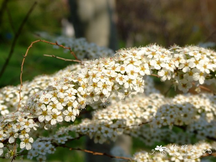 土庄绣线菊Spiraea pubescens