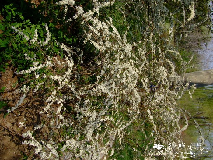 土庄绣线菊Spiraea pubescens