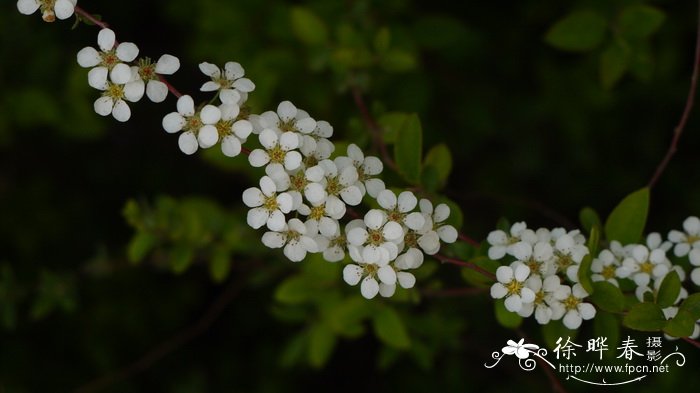 喷雪花Spiraea thunbergii