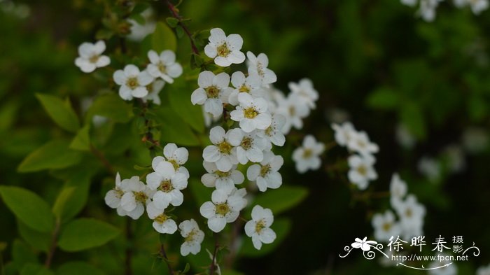 喷雪花Spiraea thunbergii 喷雪花Spiraea thunbergii