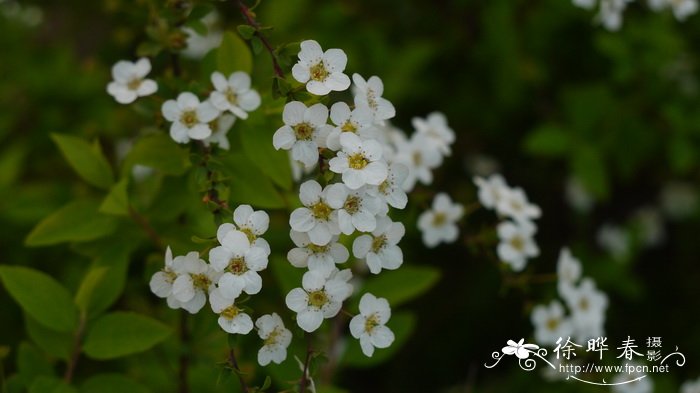 喷雪花Spiraea thunbergii