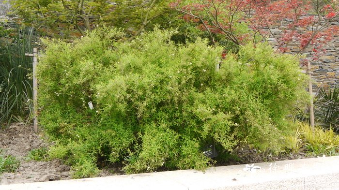 喷雪花Spiraea thunbergii 喷雪花Spiraea thunbergii