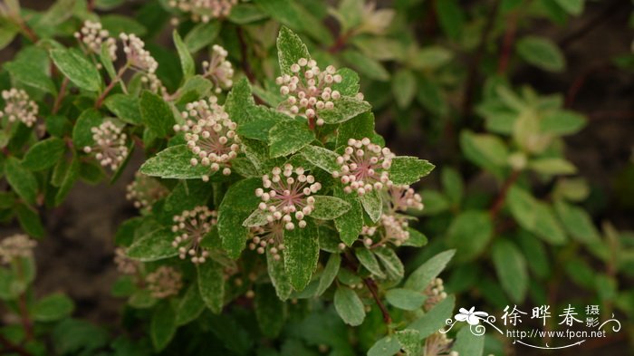 彩叶绣线菊Spiraea x vanhouttei ‘Pink Ice’ 彩叶绣线菊Spiraea x vanhouttei ‘Pink Ice’