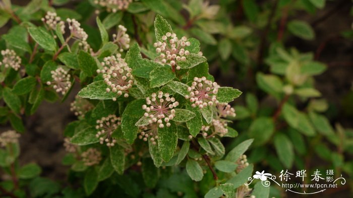 彩叶绣线菊Spiraea x vanhouttei ‘Pink Ice’