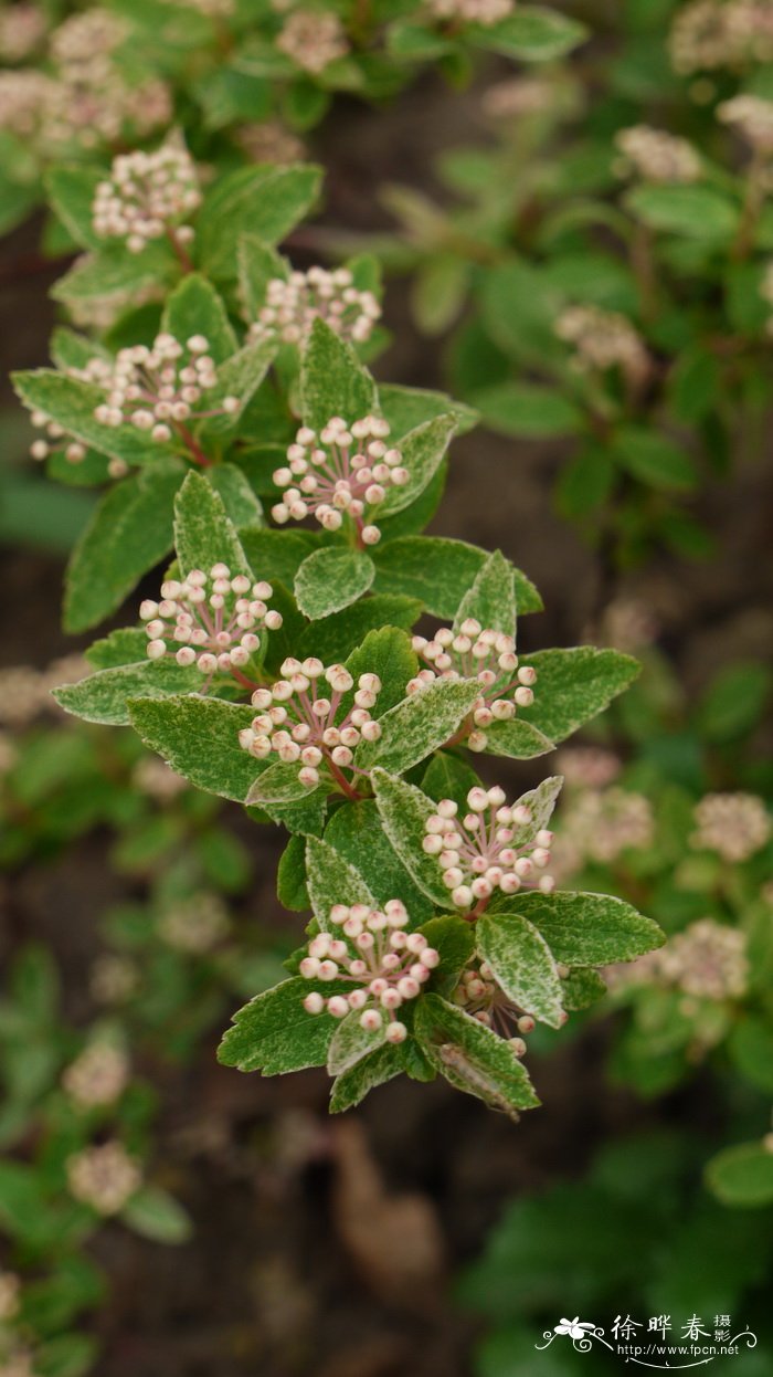 彩叶绣线菊Spiraea x vanhouttei ‘Pink Ice’