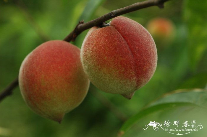 桃Amygdalus persica 桃Amygdalus persica