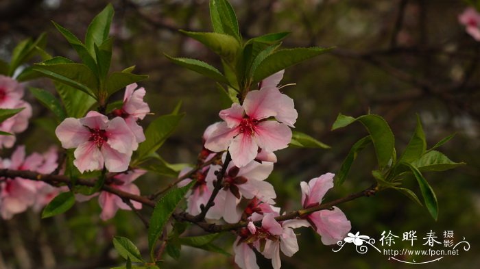 桃Amygdalus persica 桃Amygdalus persica