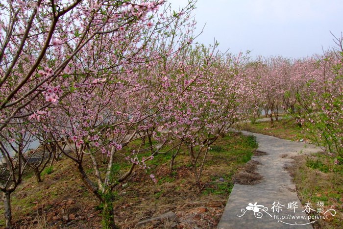桃Amygdalus persica 桃Amygdalus persica