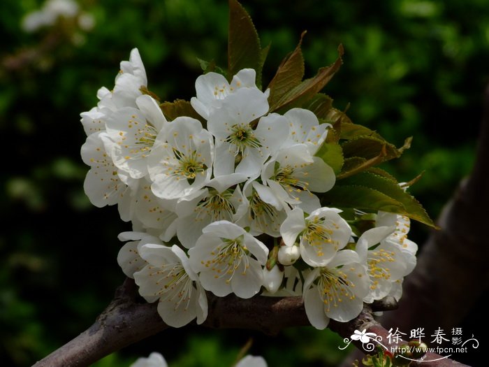 樱桃 Cerasus pseudocerasus 樱桃 Cerasus pseudocerasus