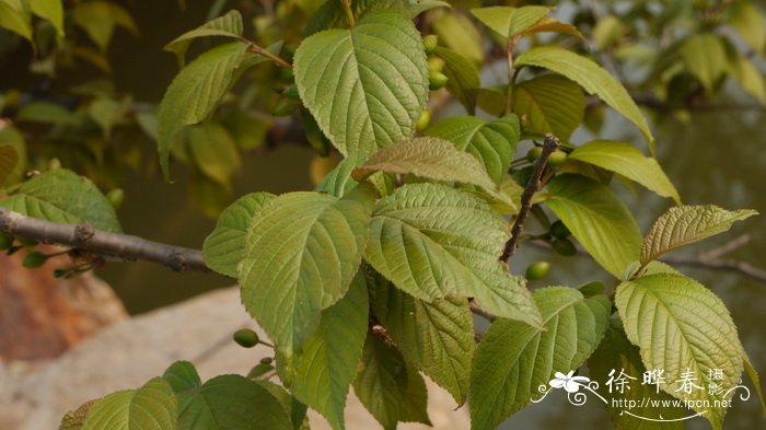 樱桃 Cerasus pseudocerasus 樱桃 Cerasus pseudocerasus