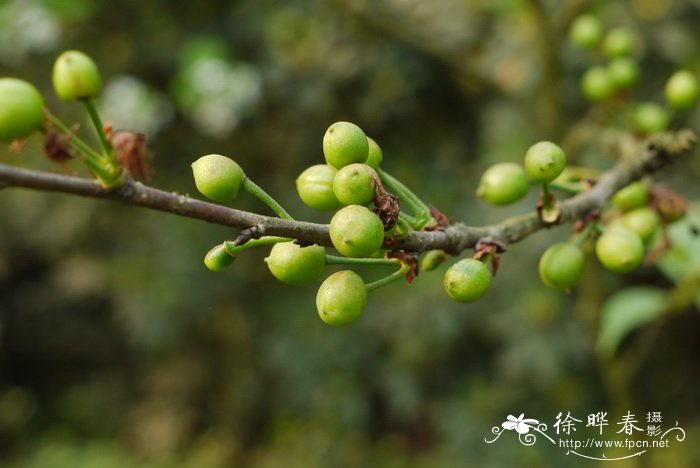 樱桃 Cerasus pseudocerasus 樱桃 Cerasus pseudocerasus