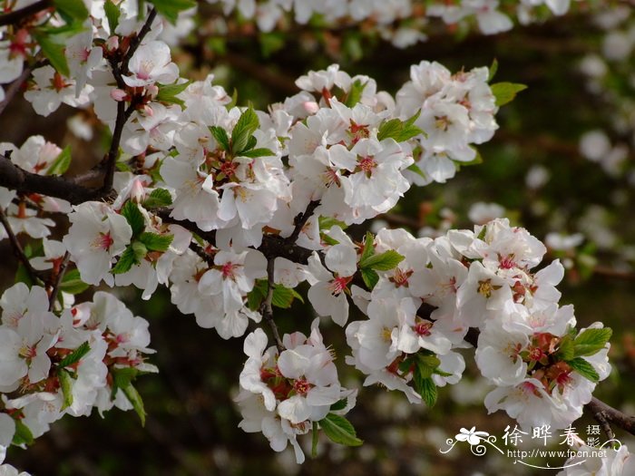 毛樱桃 Cerasus tomentosa