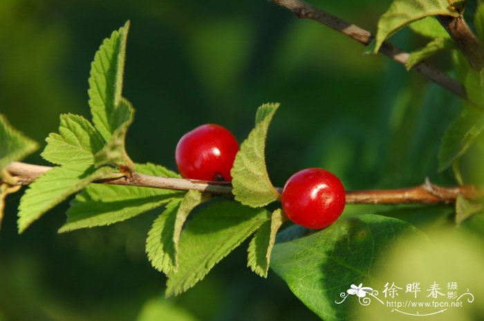 毛樱桃 Cerasus tomentosa