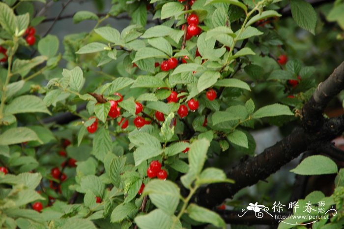 毛樱桃 Cerasus tomentosa 毛樱桃 Cerasus tomentosa