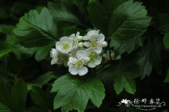 山里红 Crataegus pinnatifida var. major