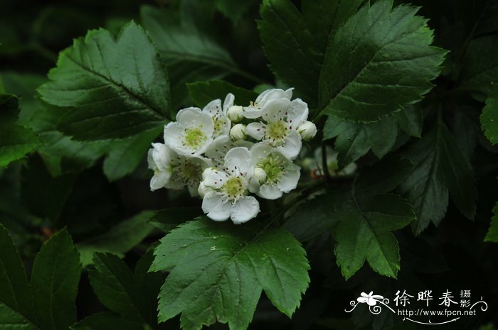 山里红 Crataegus pinnatifida var. major 山里红 Crataegus pinnatifida var. major