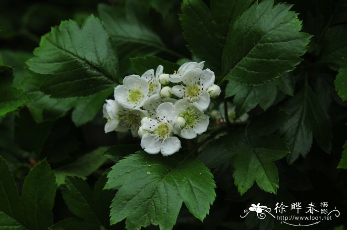 山里红 Crataegus pinnatifida var. major