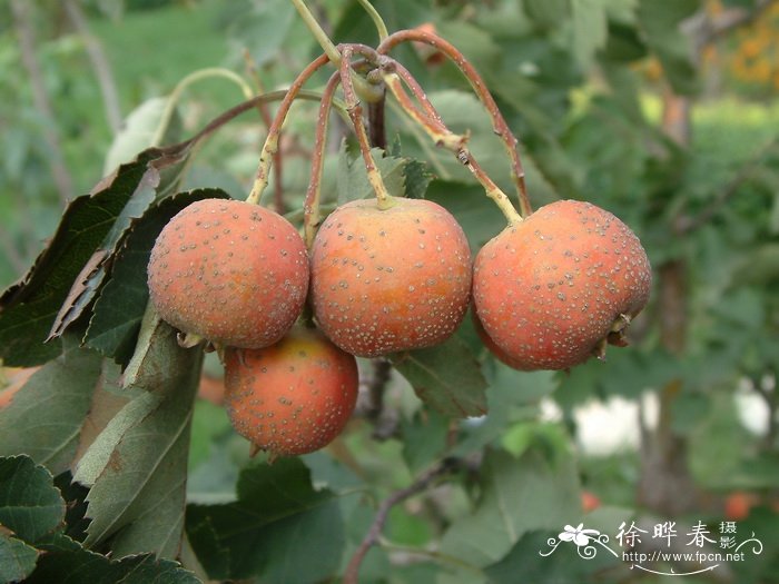 山里红 Crataegus pinnatifida var. major 山里红 Crataegus pinnatifida var. major
