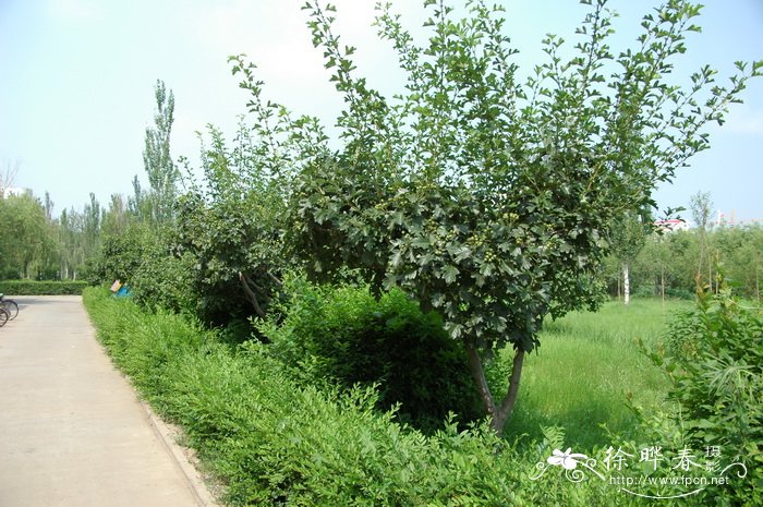 山里红 Crataegus pinnatifida var. major 山里红 Crataegus pinnatifida var. major