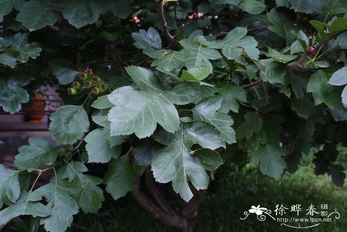 山里红 Crataegus pinnatifida var. major 山里红 Crataegus pinnatifida var. major