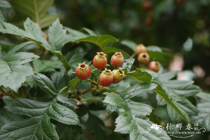 山楂Crataegus pinnatifida 山楂Crataegus pinnatifida