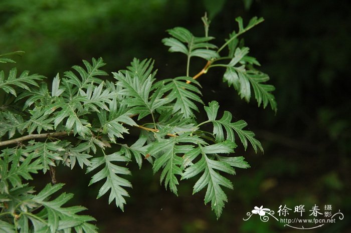 山楂Crataegus pinnatifida 山楂Crataegus pinnatifida