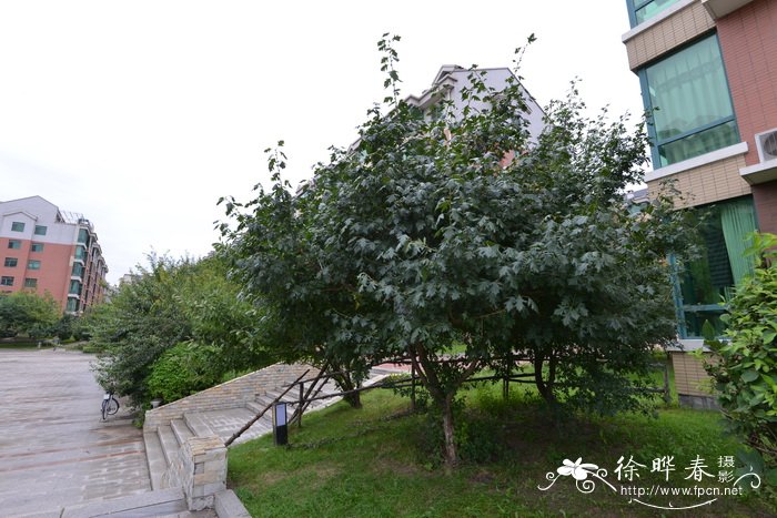 山楂Crataegus pinnatifida 山楂Crataegus pinnatifida