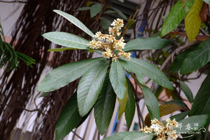 枇杷Eriobotrya japonica 枇杷Eriobotrya japonica