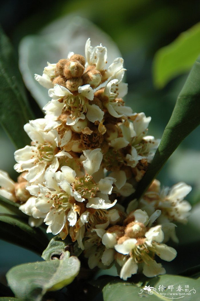 枇杷Eriobotrya japonica 枇杷Eriobotrya japonica
