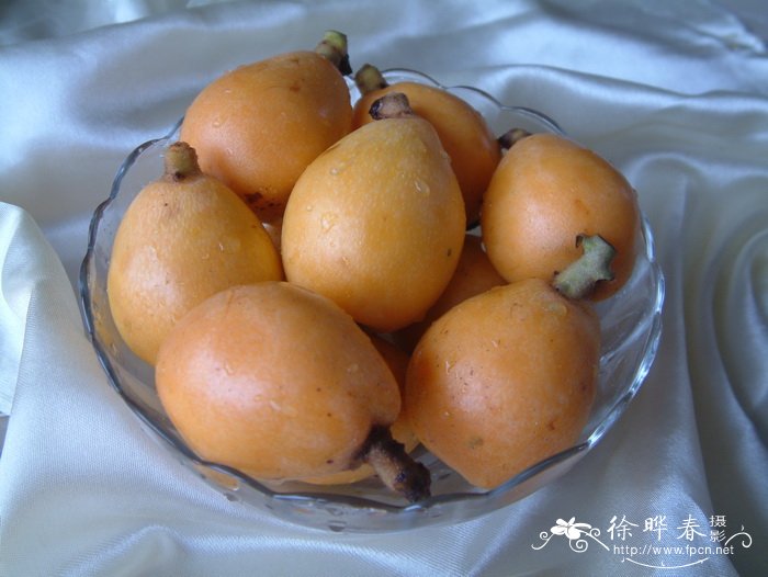 枇杷Eriobotrya japonica