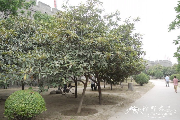 枇杷Eriobotrya japonica