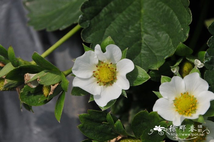 草莓Fragaria × ananassa 草莓Fragaria × ananassa