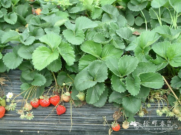 草莓Fragaria × ananassa 草莓Fragaria × ananassa