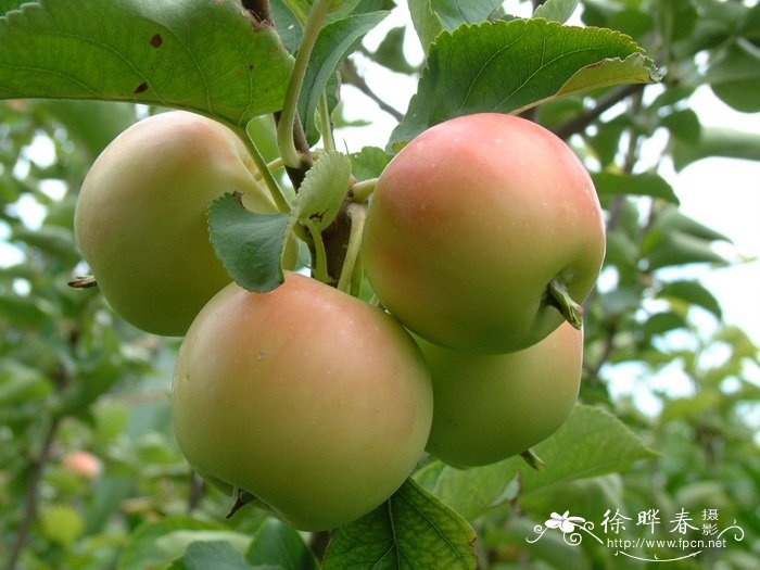 苹果 Malus pumila