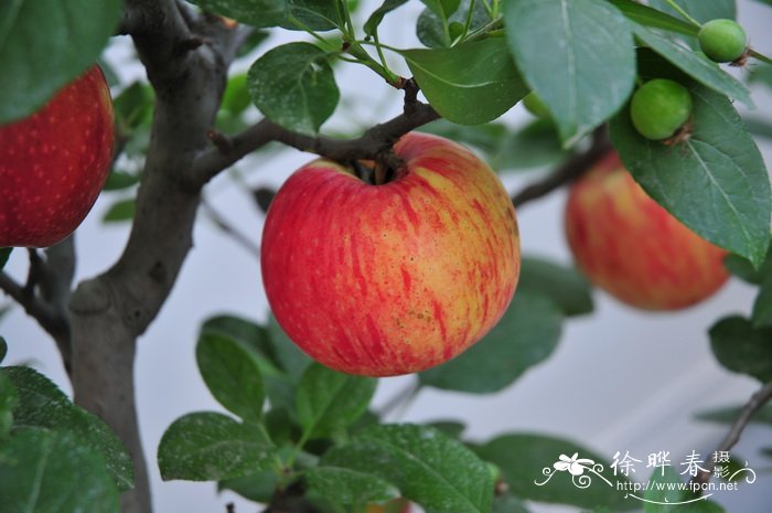 苹果 Malus pumila 苹果 Malus pumila