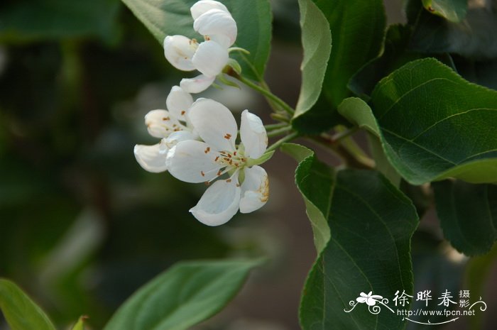 苹果 Malus pumila 苹果 Malus pumila