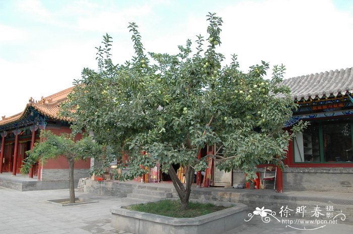 苹果 Malus pumila 苹果 Malus pumila