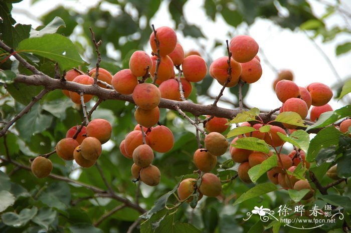 杏 Prunus armeniaca 杏 Prunus armeniaca