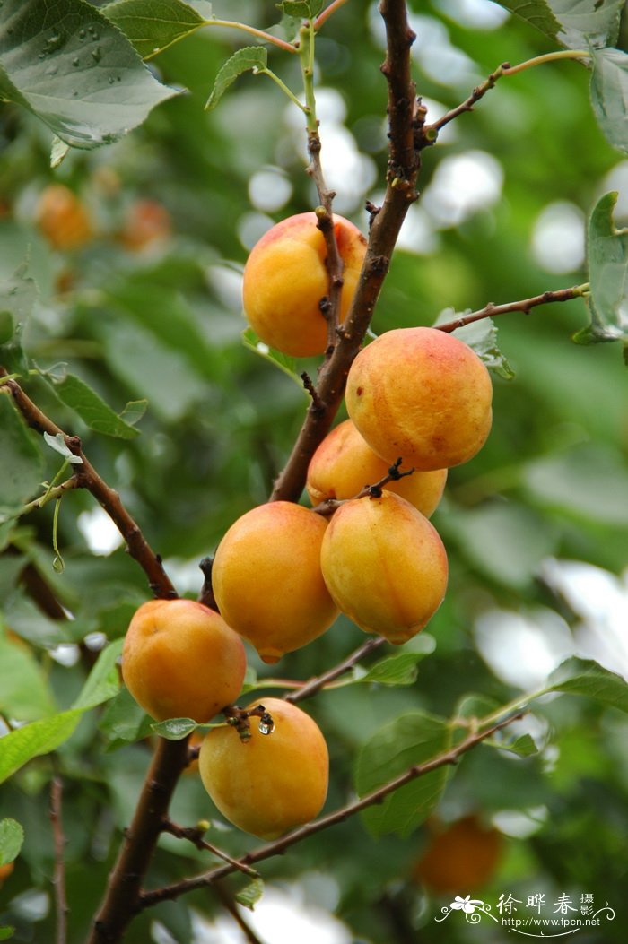 杏 Prunus armeniaca 杏 Prunus armeniaca