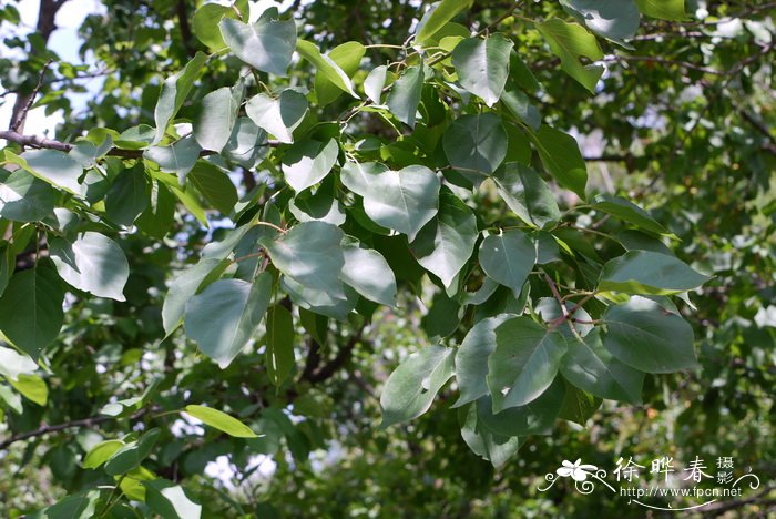 杏 Prunus armeniaca
