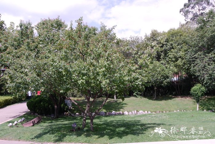 杏 Prunus armeniaca 杏 Prunus armeniaca
