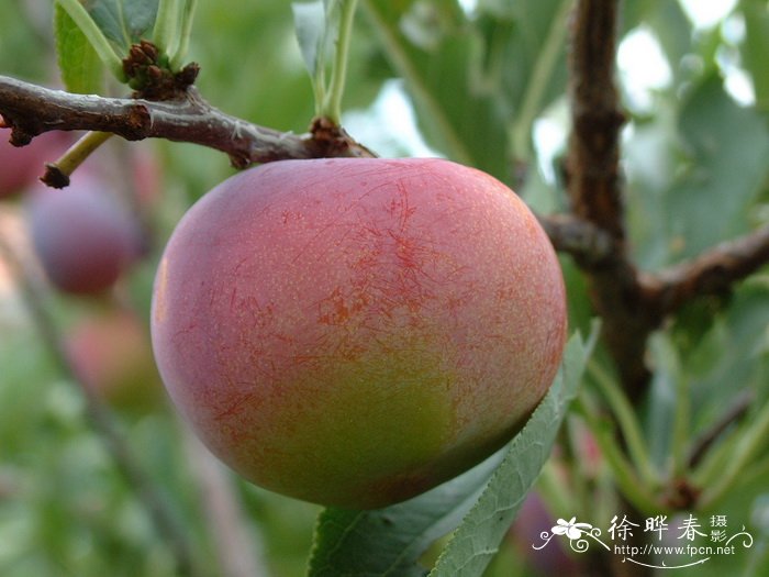 李Prunus salicina 李Prunus salicina