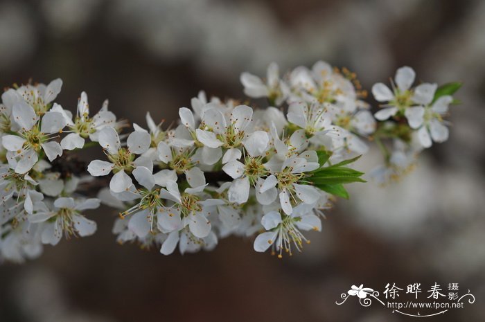 李Prunus salicina 李Prunus salicina