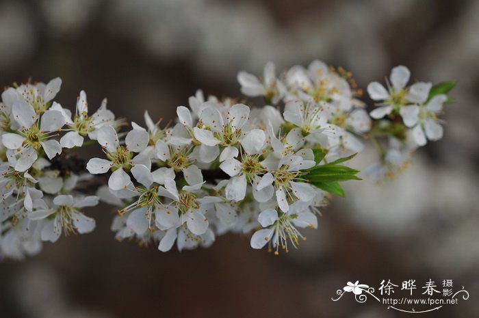 李Prunus salicina