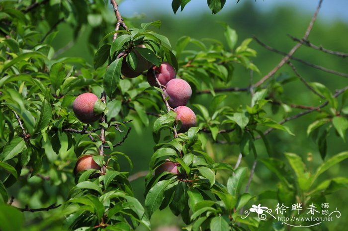 李Prunus salicina