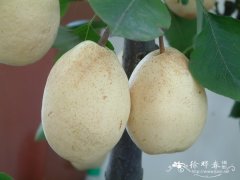 白梨Pyrus bretschneideri